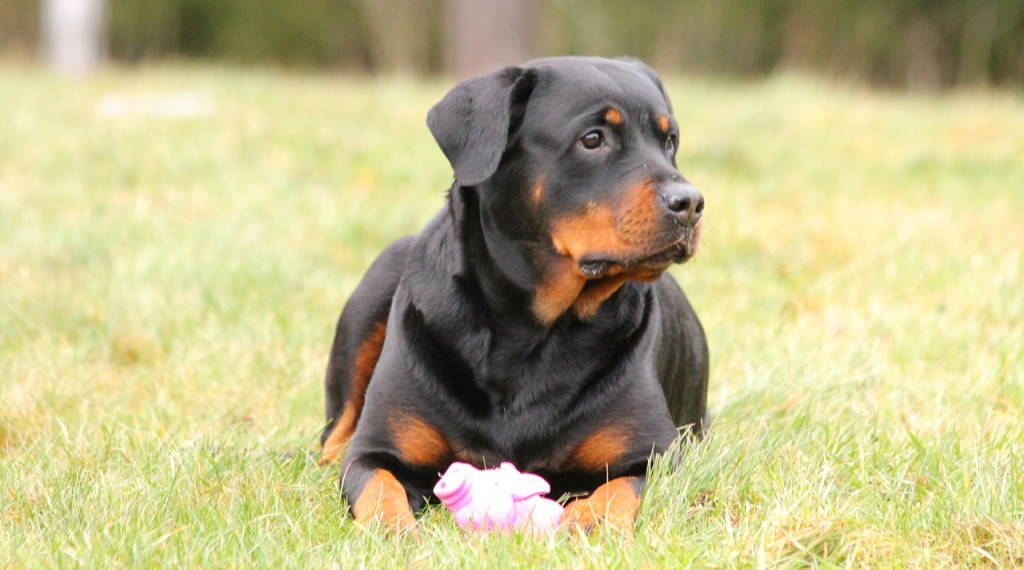 Apprendre la position couché au chien exercice indispensable