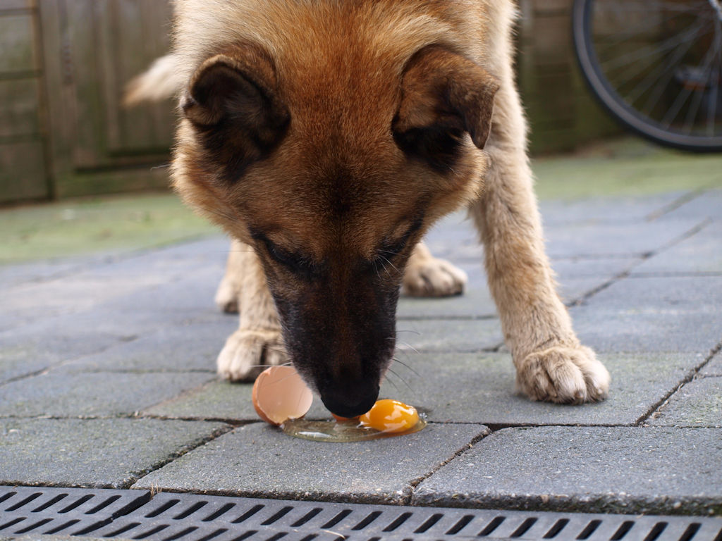 Pasen Komt Er Aan, Trakteer Je Hond Op Een Eitje !! - Woefbox
