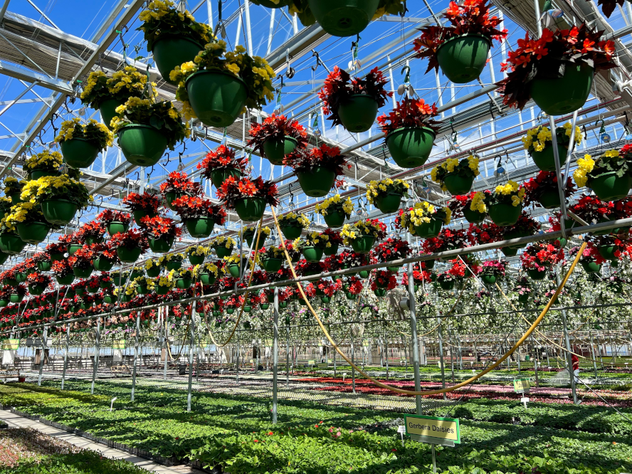 Sunrise Greenhouse Woldhuis Farms Garden Center Grant Park, Illinois