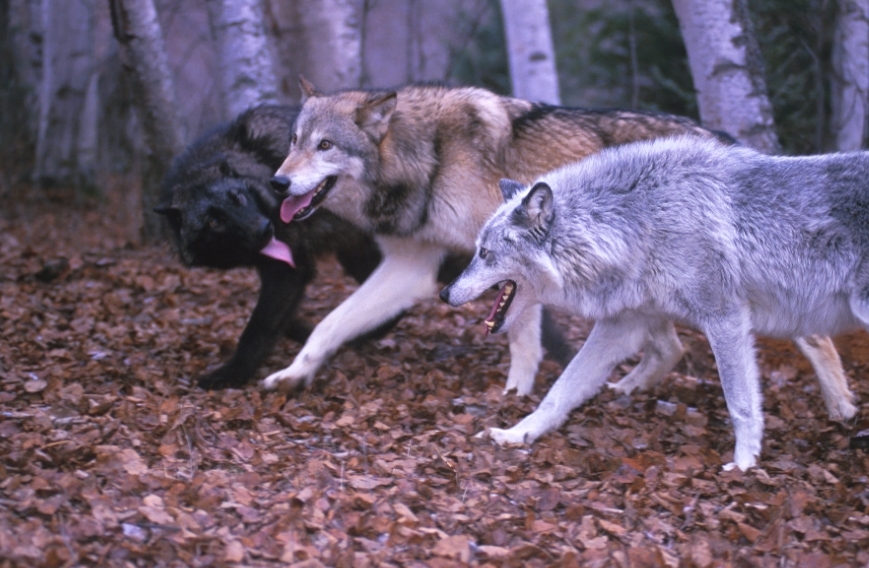 Wolf Country, Annual cycle, seasons