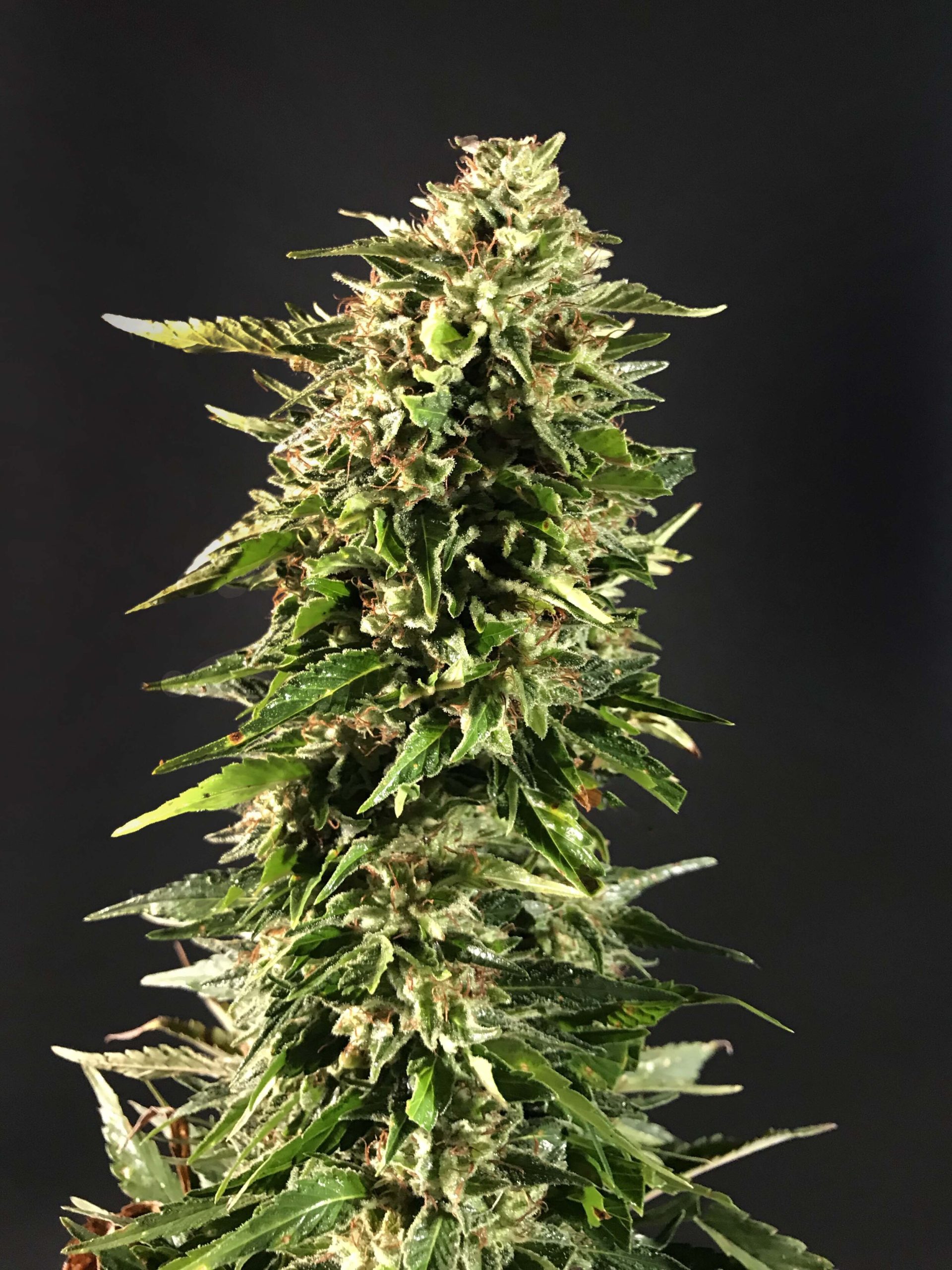 CHERRY Wolf River Valley Growers