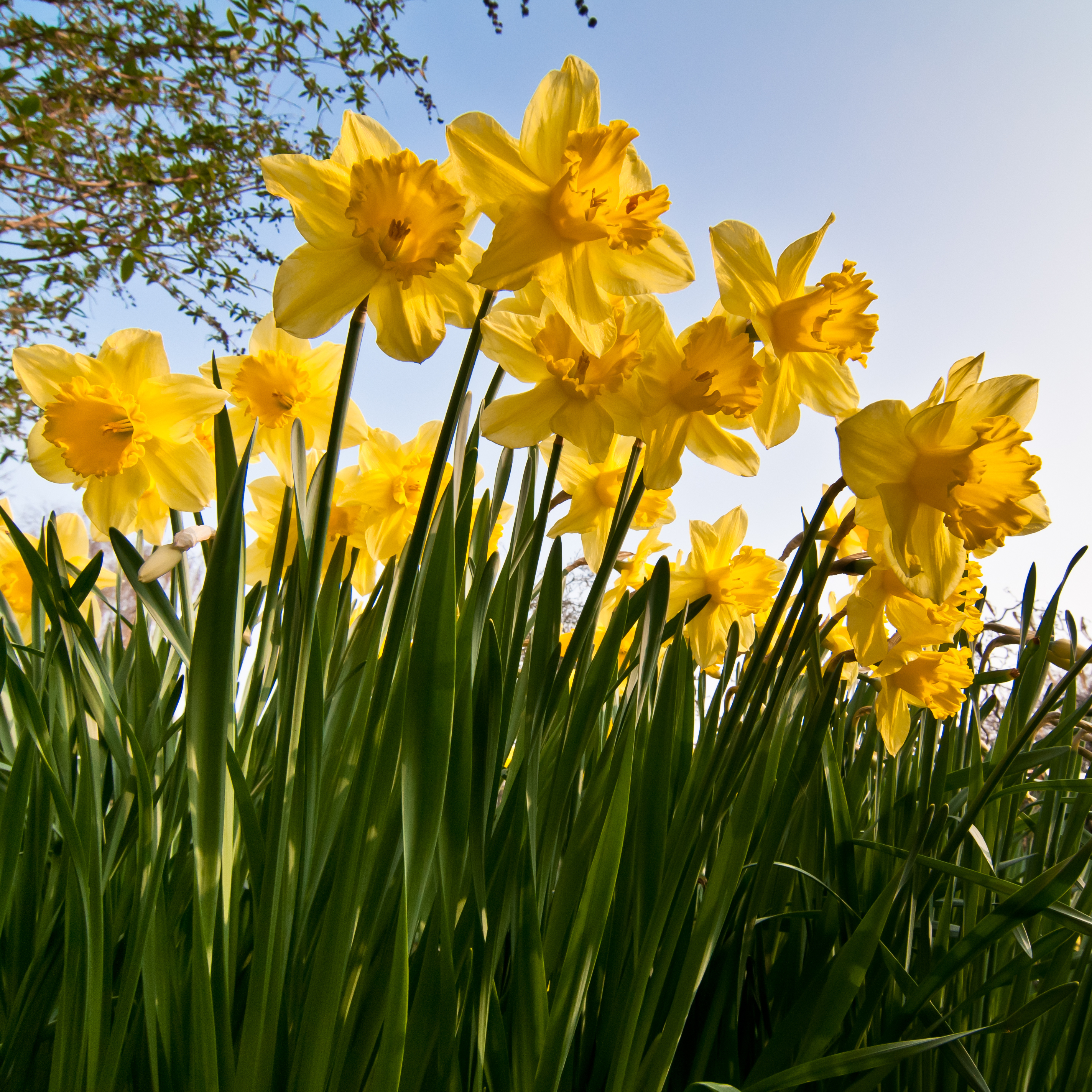 What Your Birth Flower Says About You Woman's World