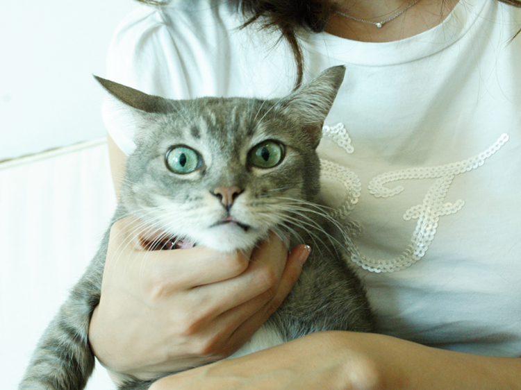 How to Pick Up a Cat Quickly and Painlessly