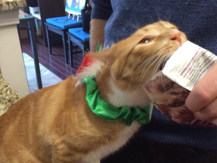 Cats on Catnip Photos That Are Adorably Hilarious