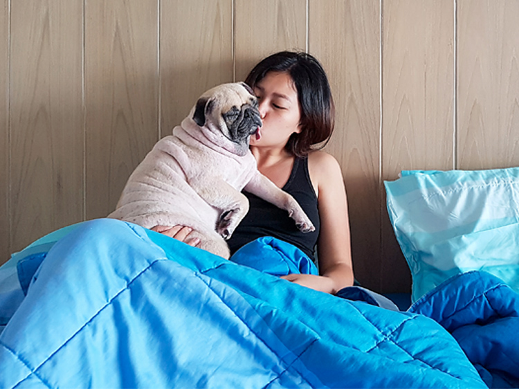 Dogs and Carbon Monoxide The Warning Signs