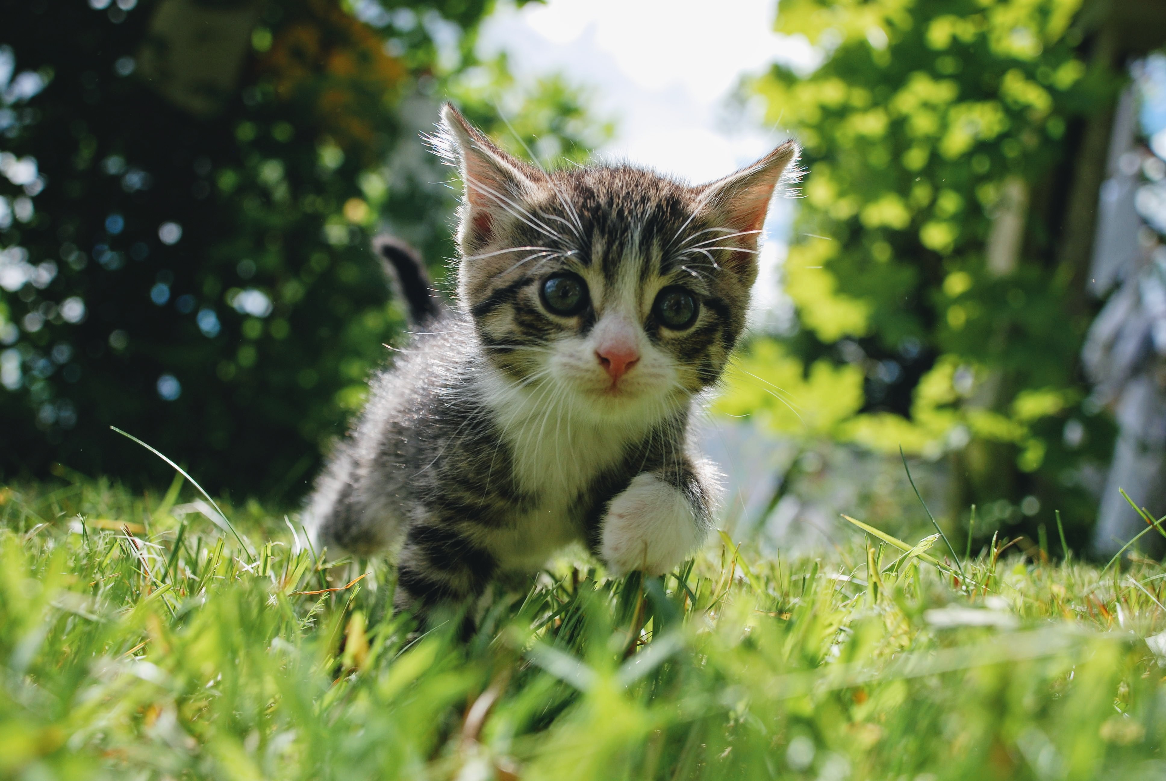 How Old Is My Cat in Human Years?