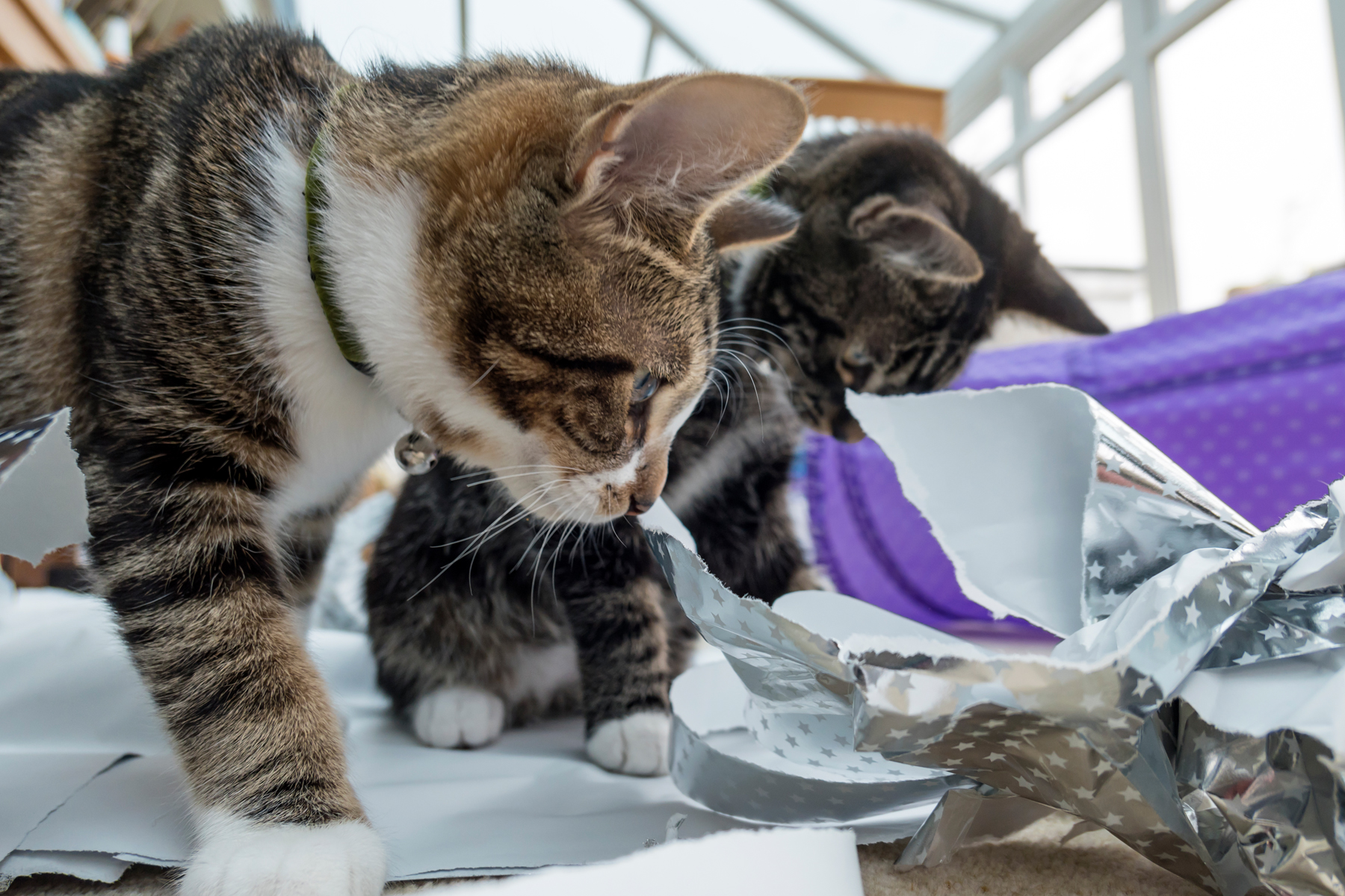 9 Festive Cats in Wrapping Paper