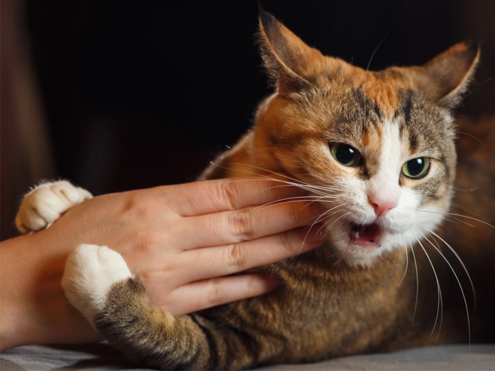 How to Stop a Cat From Scratching You