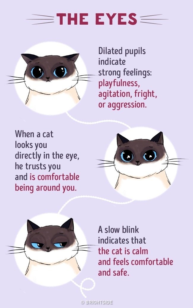 Cat Temps Due Date A Comprehensive Guide To Understanding Your Feline