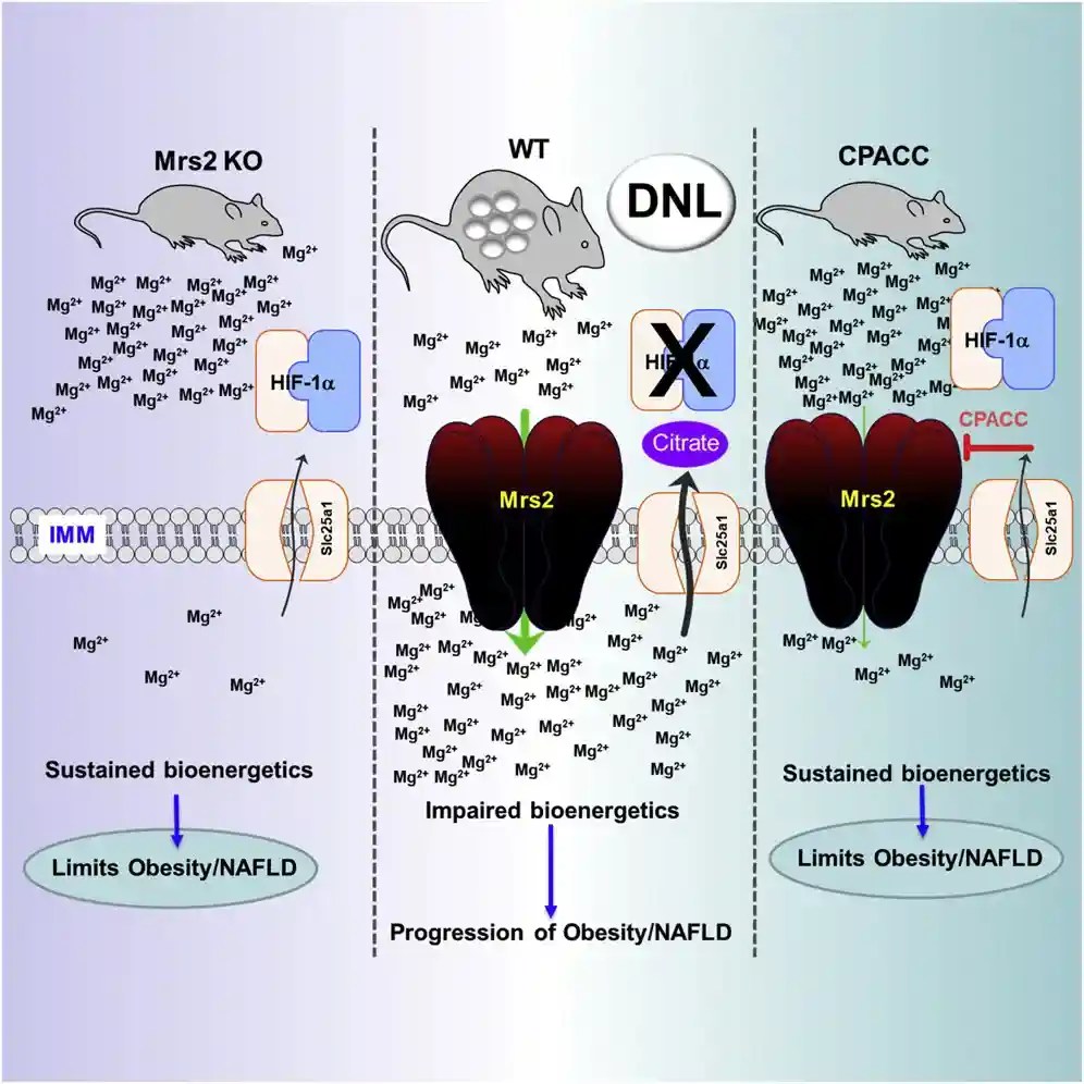 CPACC Drug Human Trials And Availability. Magnesium Magic For Weight Loss.