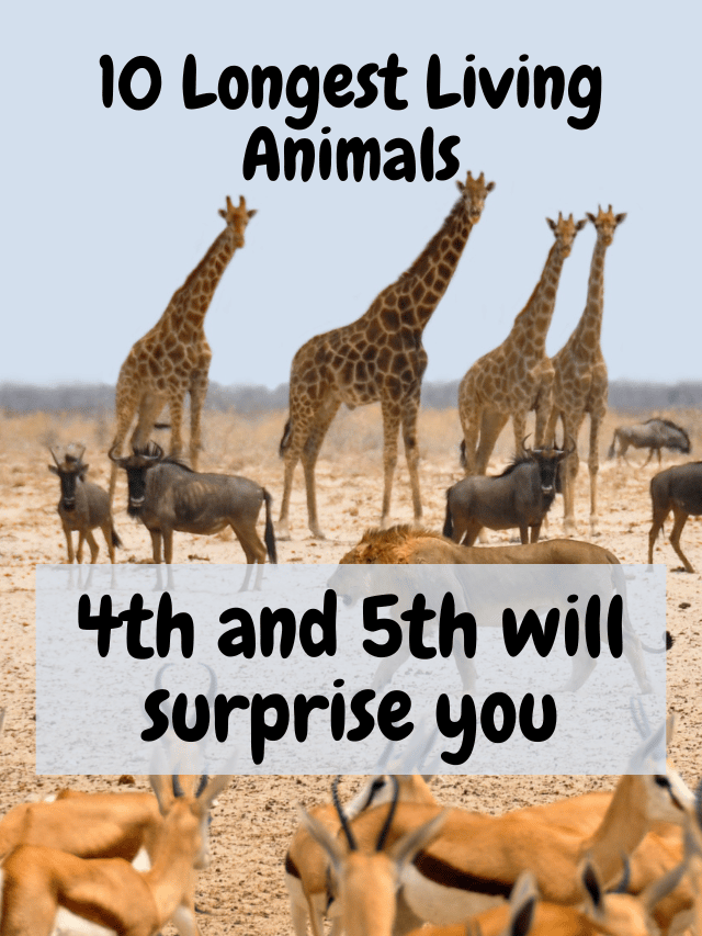 Top 10 Longest Living Animals on Earth Wondersify