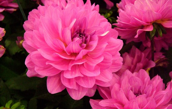 Top 10 Most Beautiful Flowers In The World Wonderslist