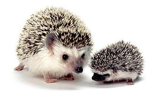 Top 10 Small Pets That Could Be Right for Your Kids Wonderslist