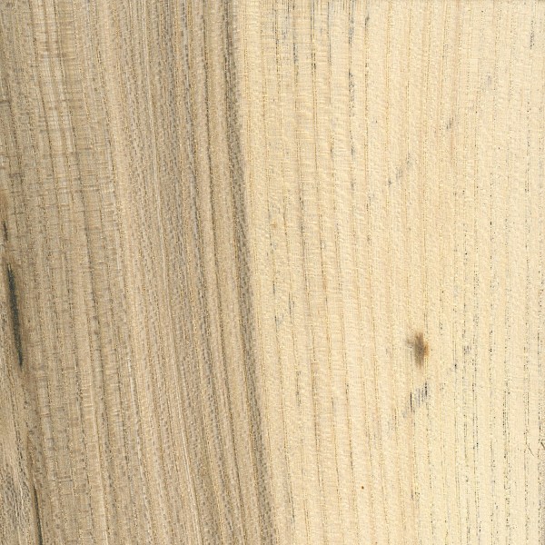 Hackberry The Wood Database Lumber Identification (Hardwood)