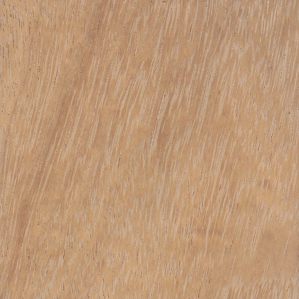 Iroko The Wood Database Lumber Identification (Hardwood)