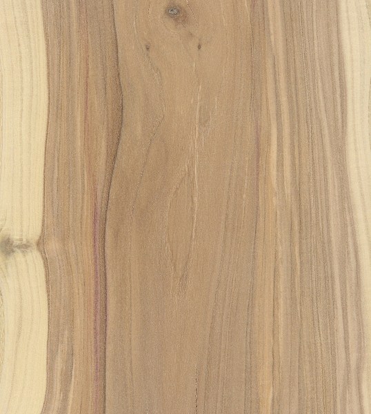 Lilac The Wood Database (Hardwood)