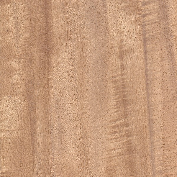 Primavera The Wood Database (Hardwood)