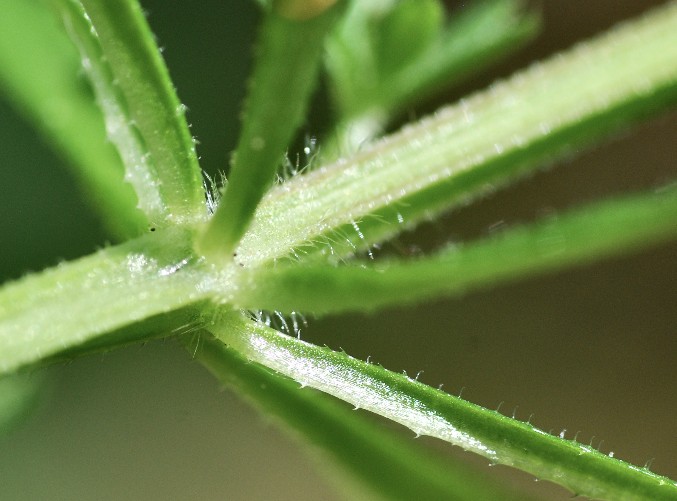 Bedstraws and cleavers