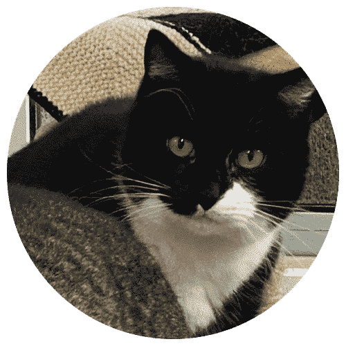 Adopting a feral cat Woodside Animal Welfare Trust