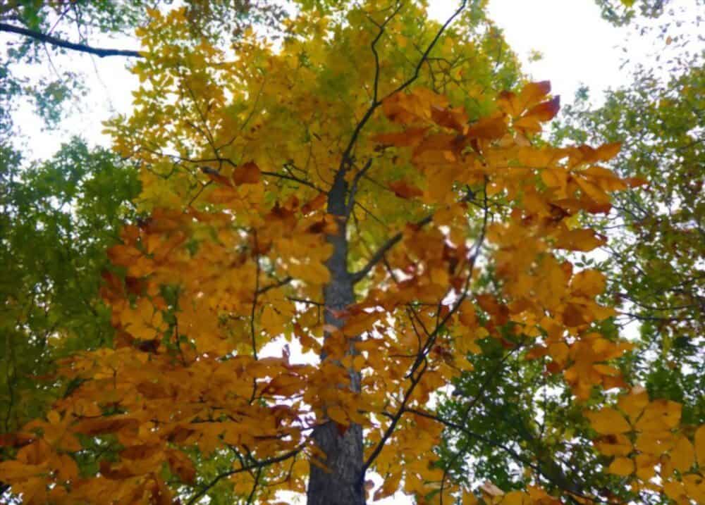 4 Types Of Hickory Trees In Connecticut WoodsMan Report