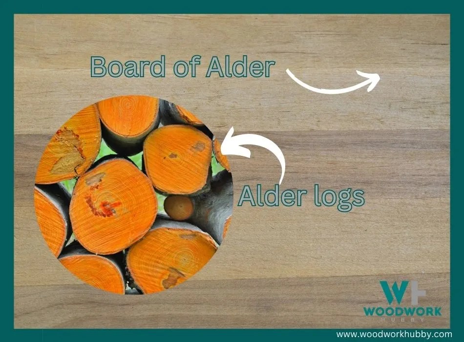 What Wood Stains Similar To Alder? Learn From My Results
