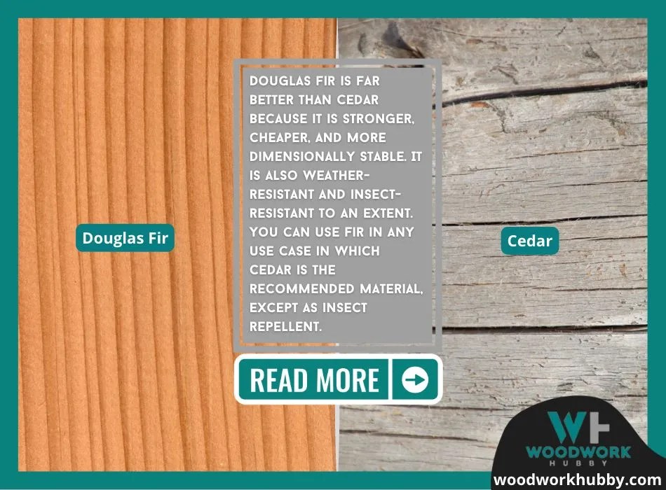 Cedar Vs Douglas Fir (One Is Far Better, Read Why)