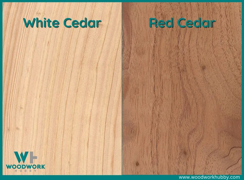 White Cedar vs Red Cedar (The Differences You Need To Know)