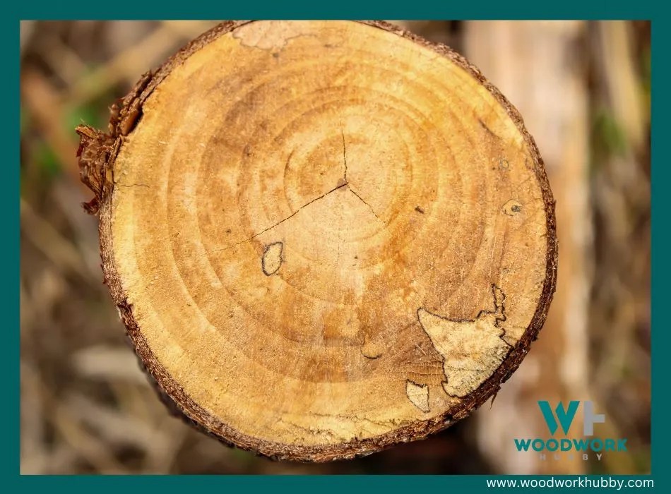 White Cedar vs Red Cedar (The Differences You Need To Know)