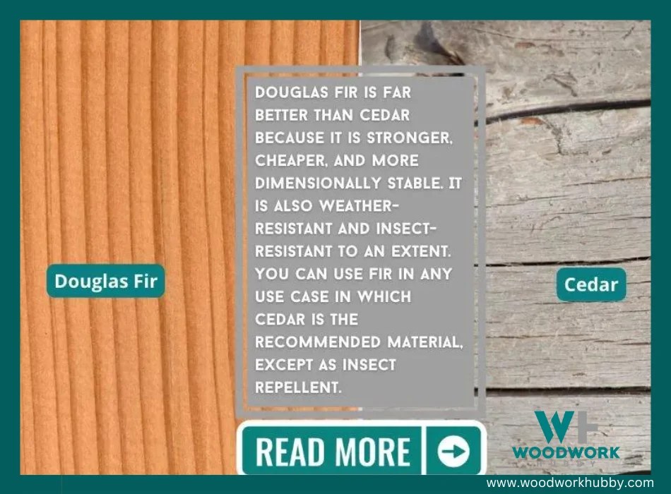 Cedar Vs Douglas Fir (One Is Far Better, Read Why)