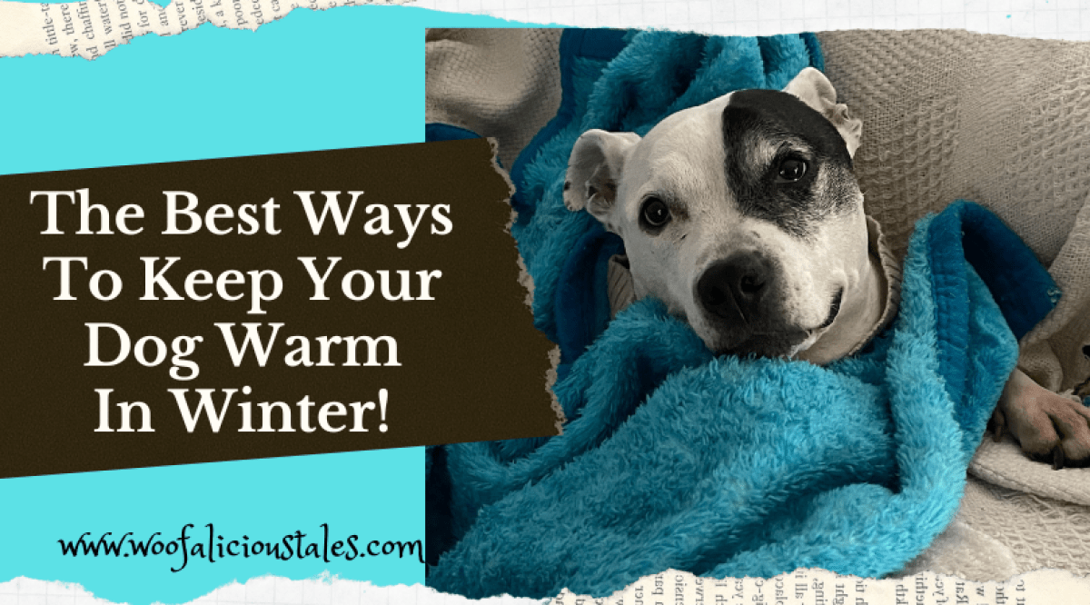 The Best Ways To Keep Your Dog Warm In Winter! Woofalicious Tales