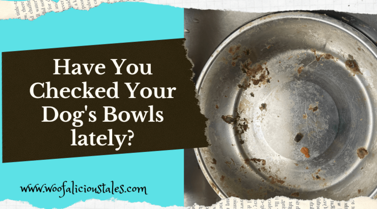 Have You Checked Your Dog's Bowls Lately? Woofalicious Tales