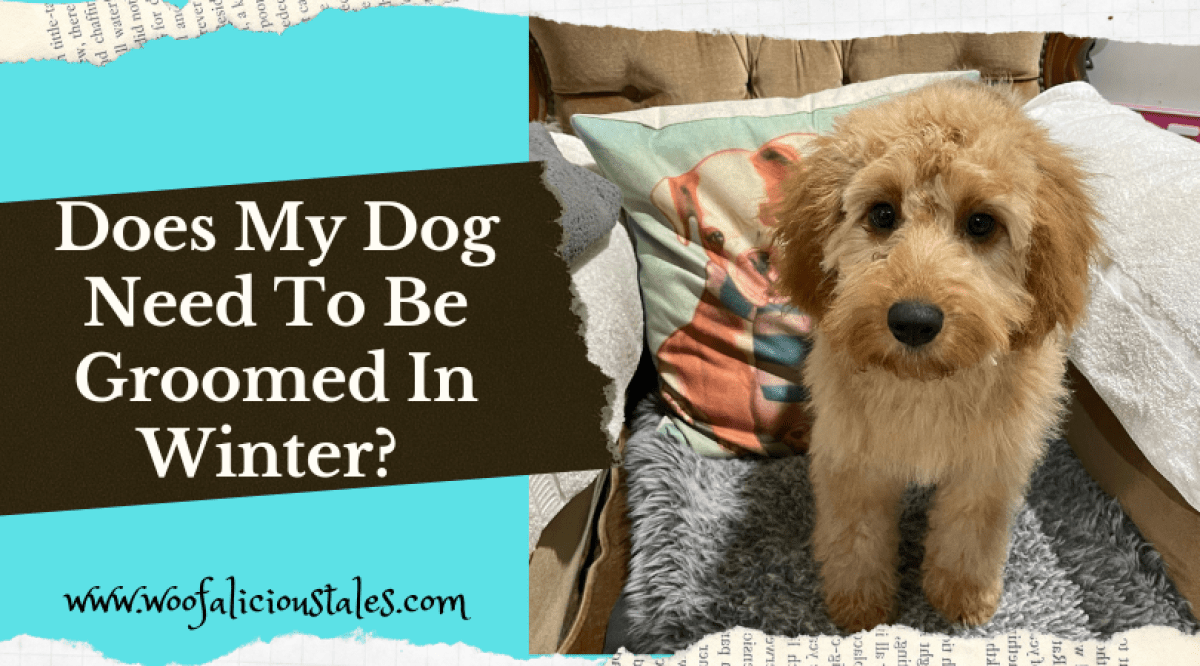 Does My Dog Need To Be Groomed In Winter? Woofalicious Tales