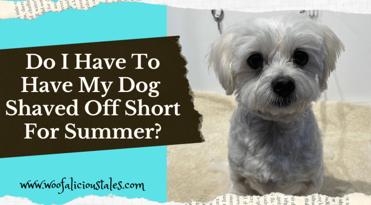 Do I Have To Have My Dog Shaved Off Short For Summer? Woofalicious Tales