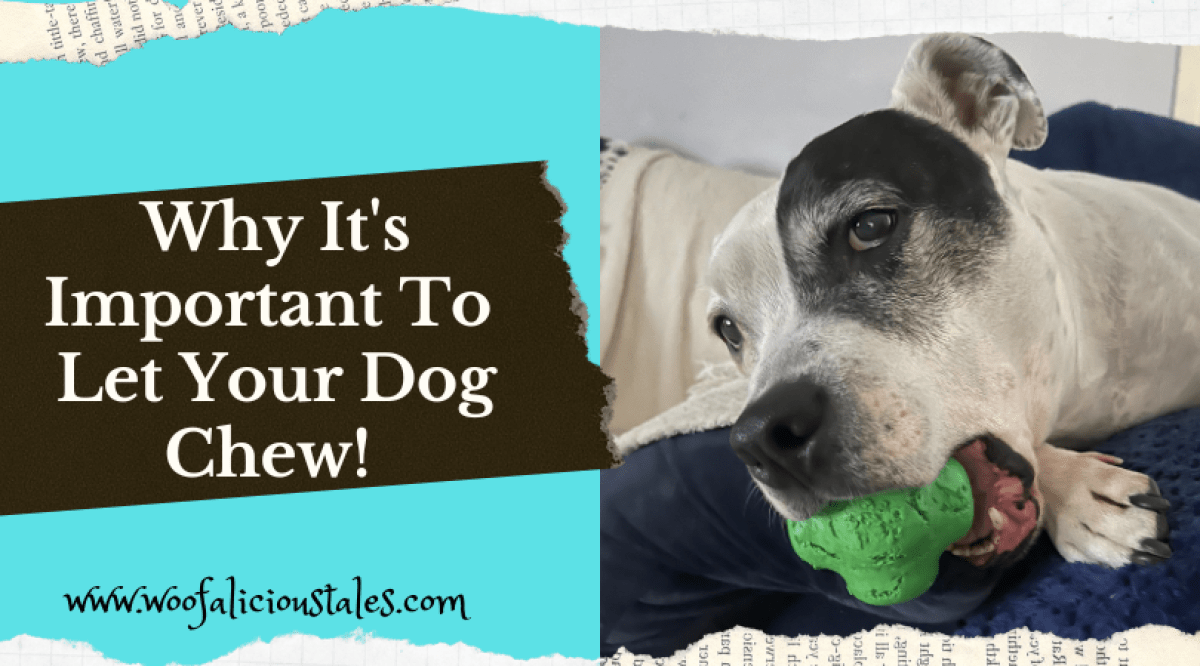 Why It's Important To Let Your Dog Chew! Woofalicious Tales
