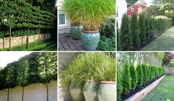 Review Of Plants That Create Privacy For Small Room