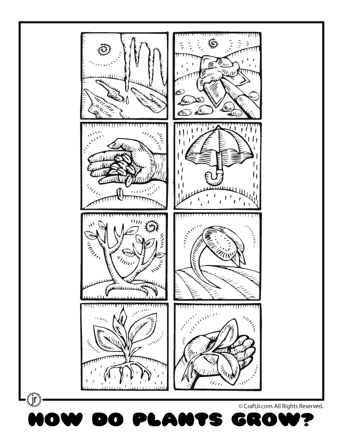 Plant Life Sequencing Activity Black and White Coloring Plant Life Sequencing Activity Black and White Coloring