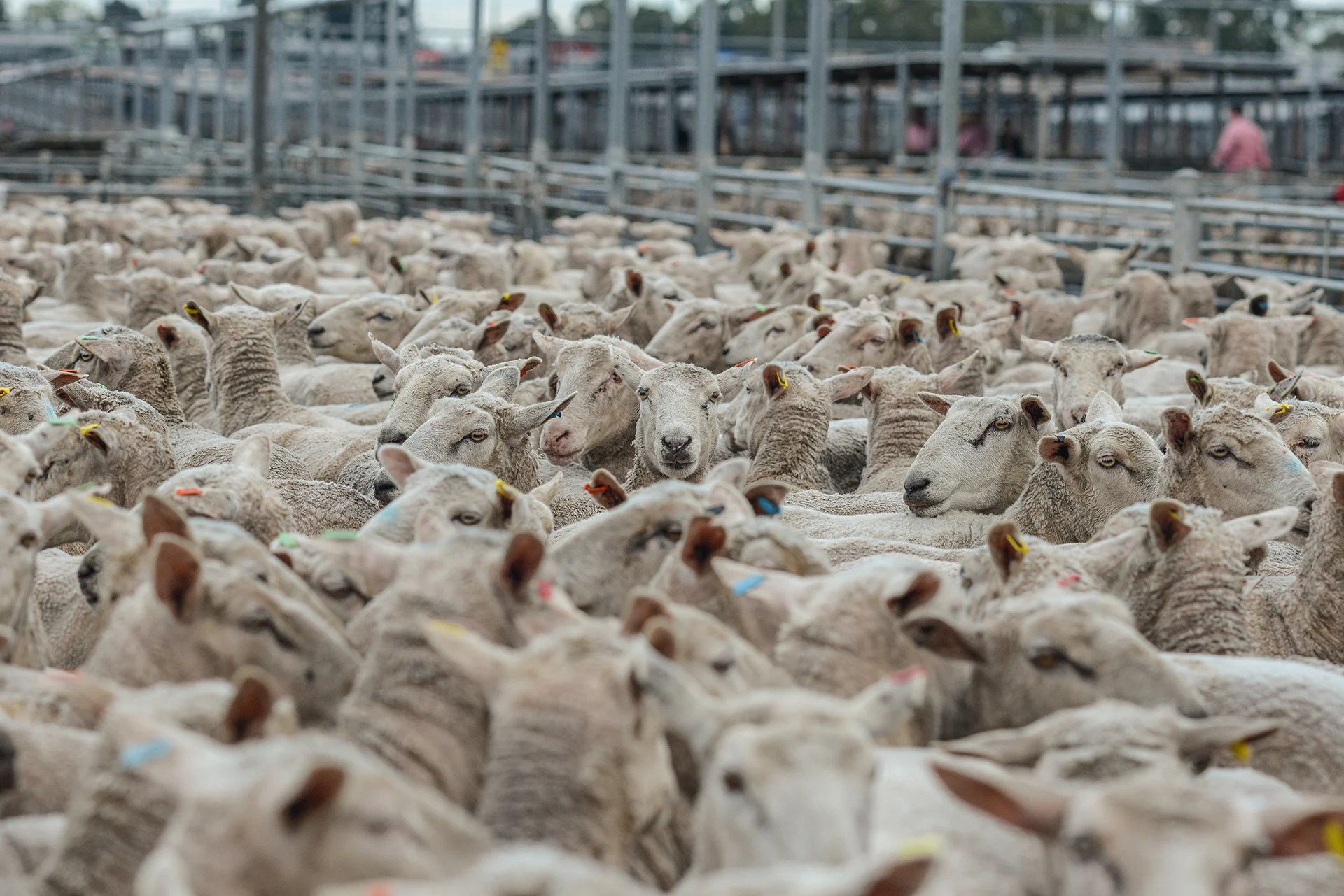 Are Sheep In the Wool Industry Slaughtered? Wool Facts