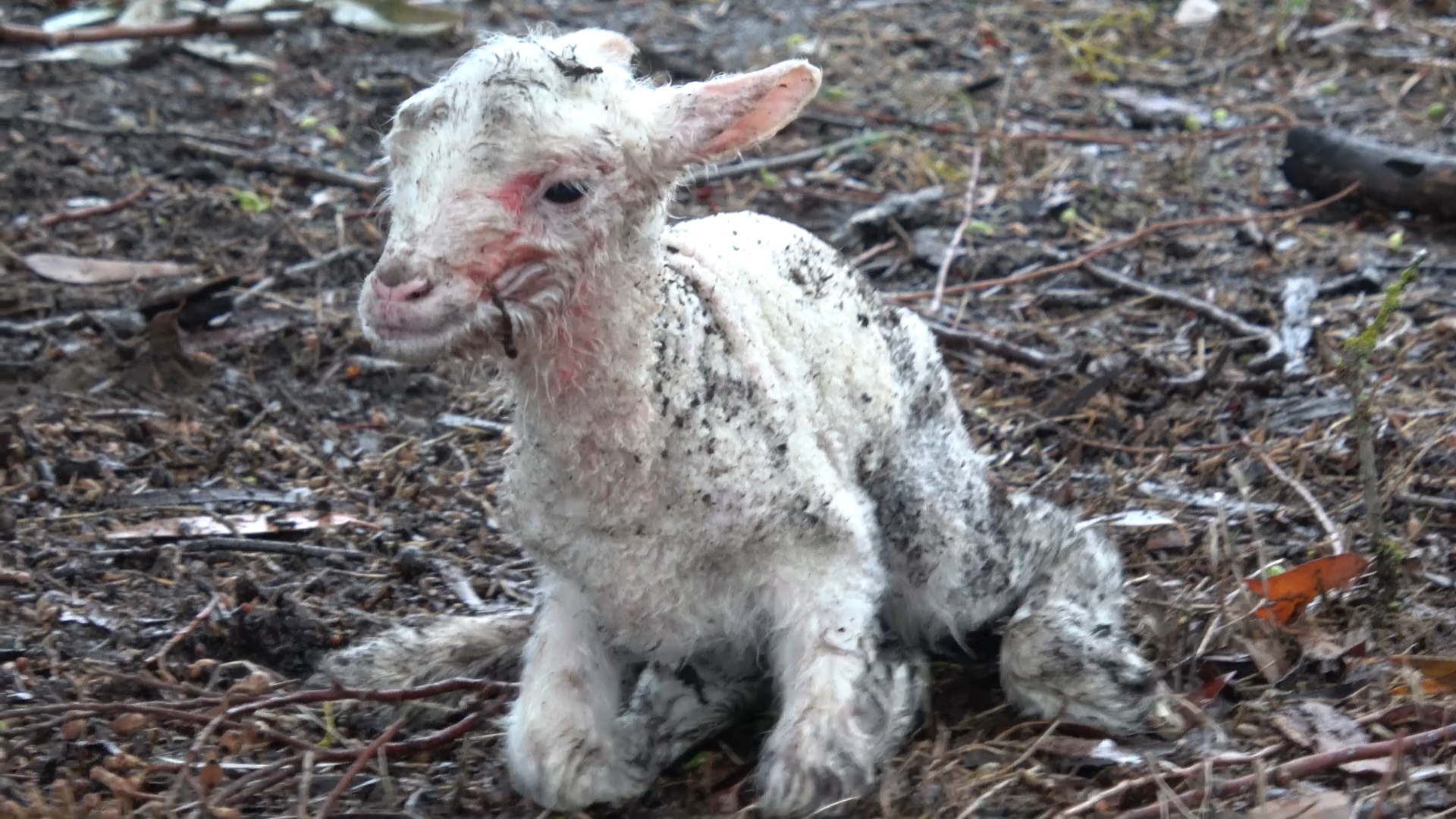 Why Do So Many Lambs Die? Wool Facts