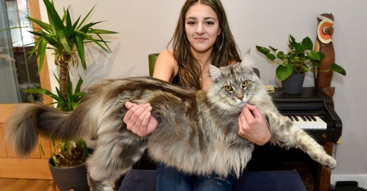 Ce Maine Coon en pleine croissance est déjà si grand qu | The Big Savers