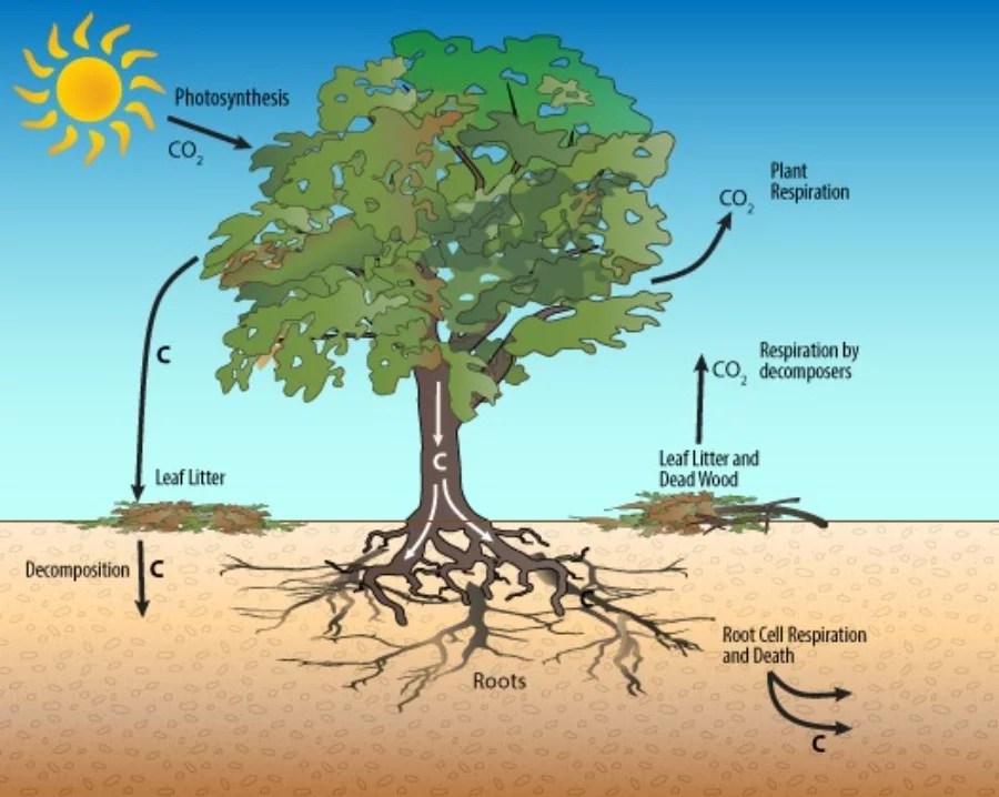 Do Plants Create Carbon Dioxide At Night at Stephen Stepp blog