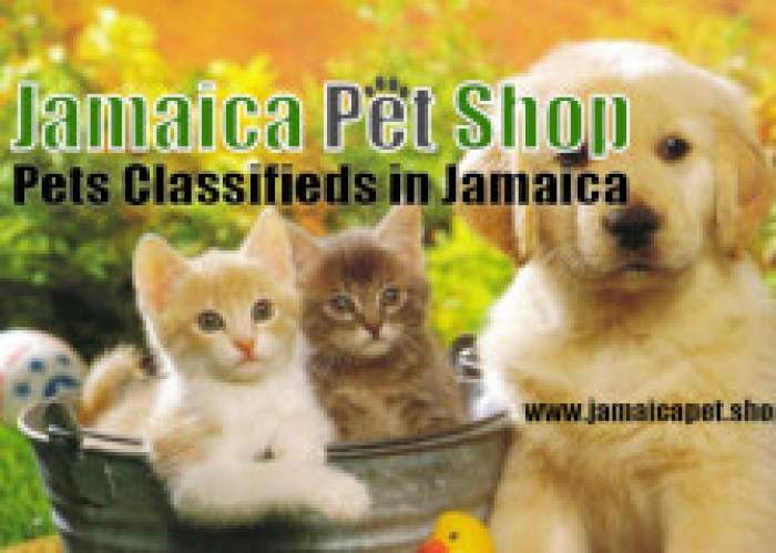 Pet Supplies in Jamaica