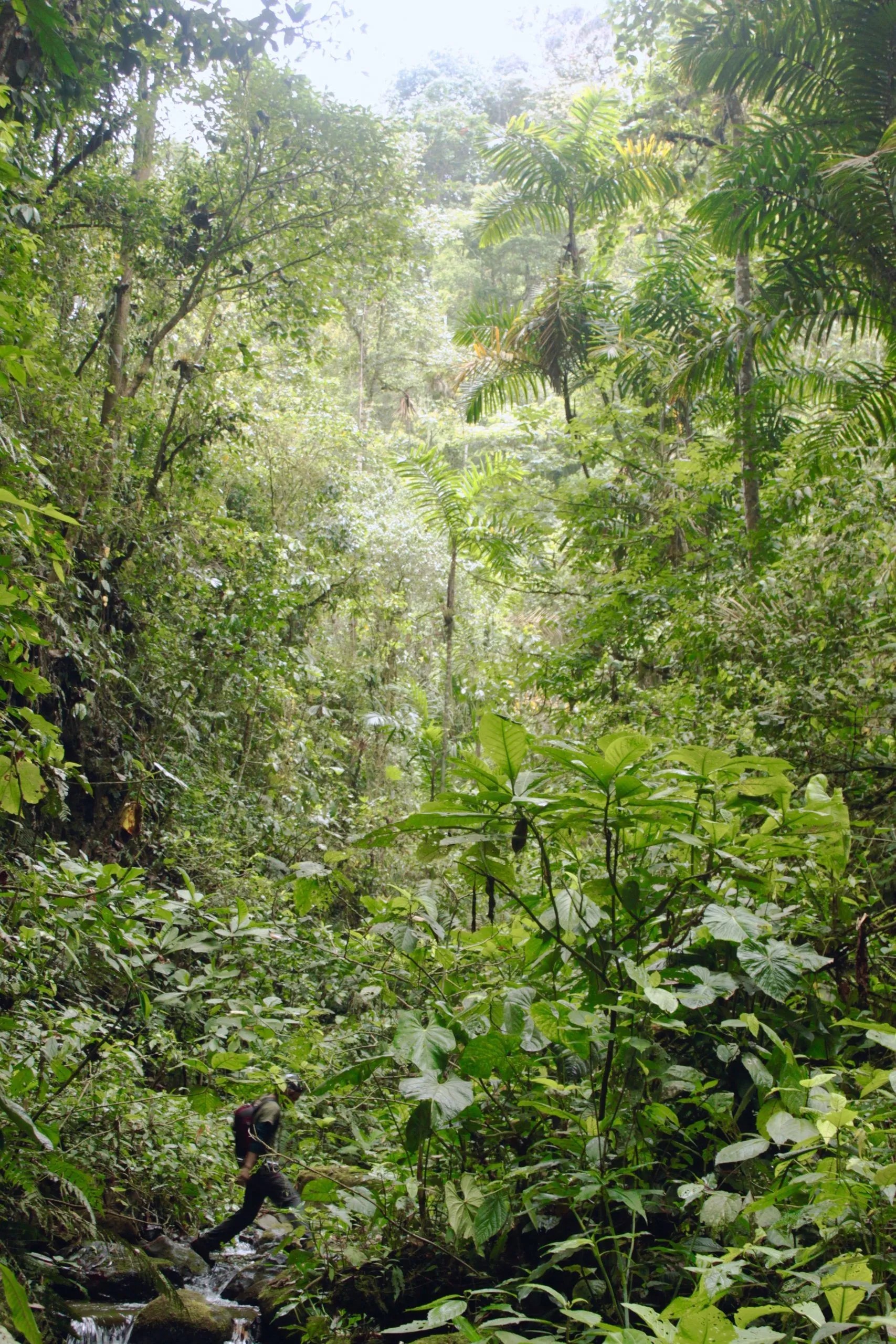 Cloud Forest Conservation Project, Ecuador WorkingAbroad