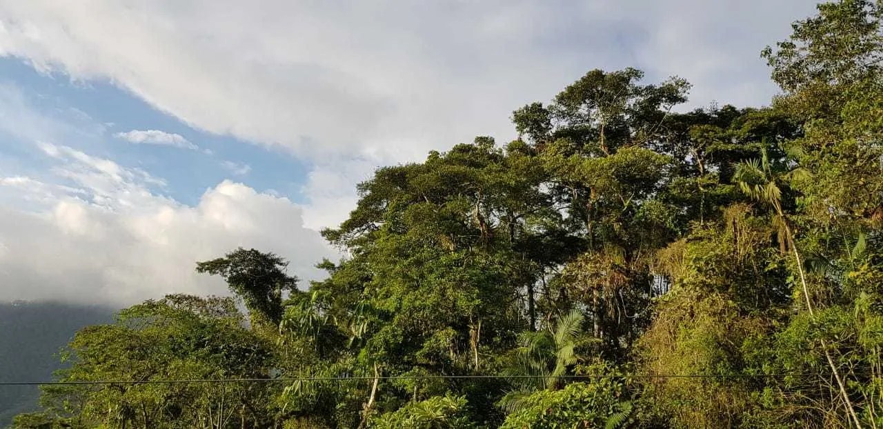 Volunteer in Ecuador Conserve Cloud Forests WorkingAbroad