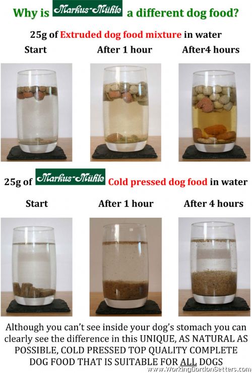 Working Gordon Setters Field Trial Dogs in the UK