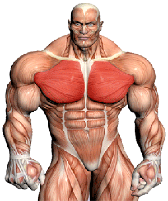 Top 5 Best Chest Exercises Fitness Workouts & Exercises