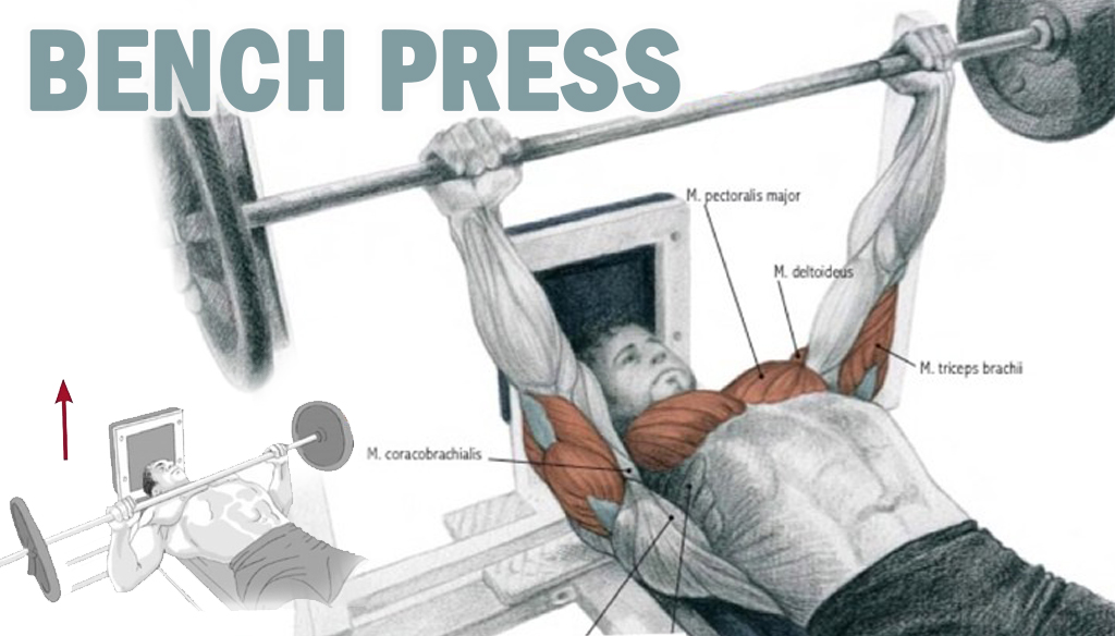 Bench Press ! Fitness Workouts & Exercises