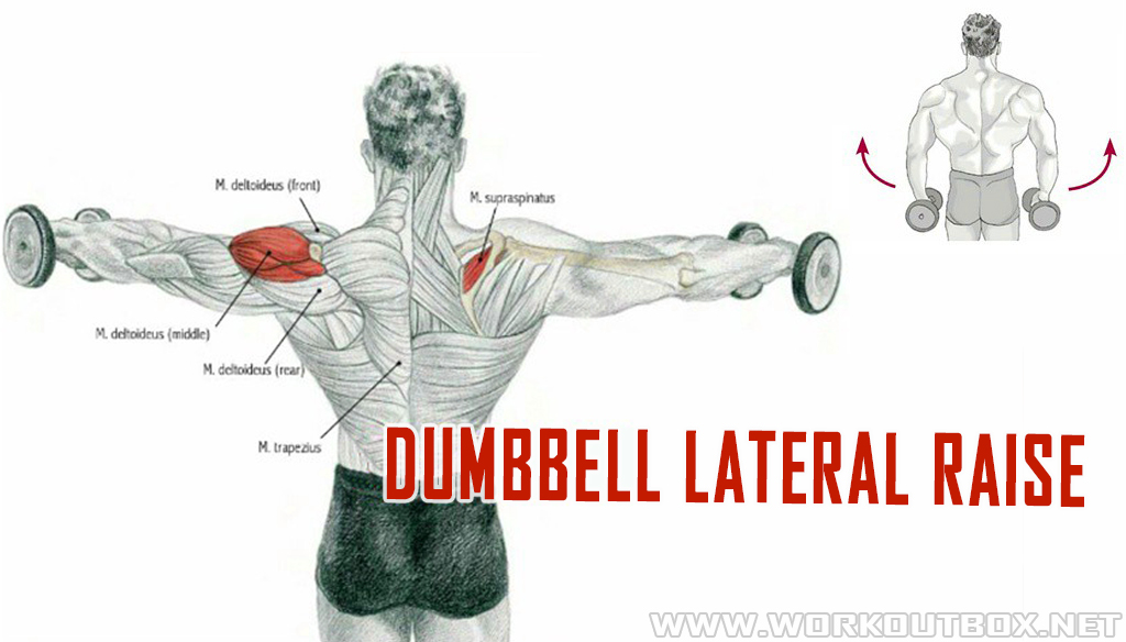 Dumbbell Lateral Raise Fitness Workouts & Exercises