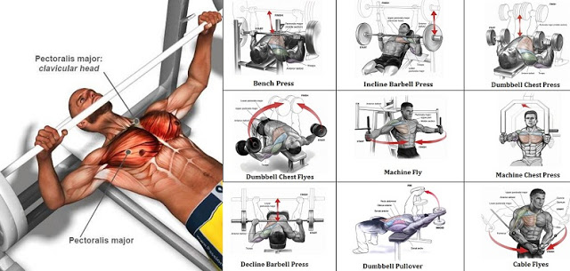 A Sample Chest Workout Routine Fitness Workouts & Exercises A Sample Chest Workout Routine Fitness Workouts & Exercises
