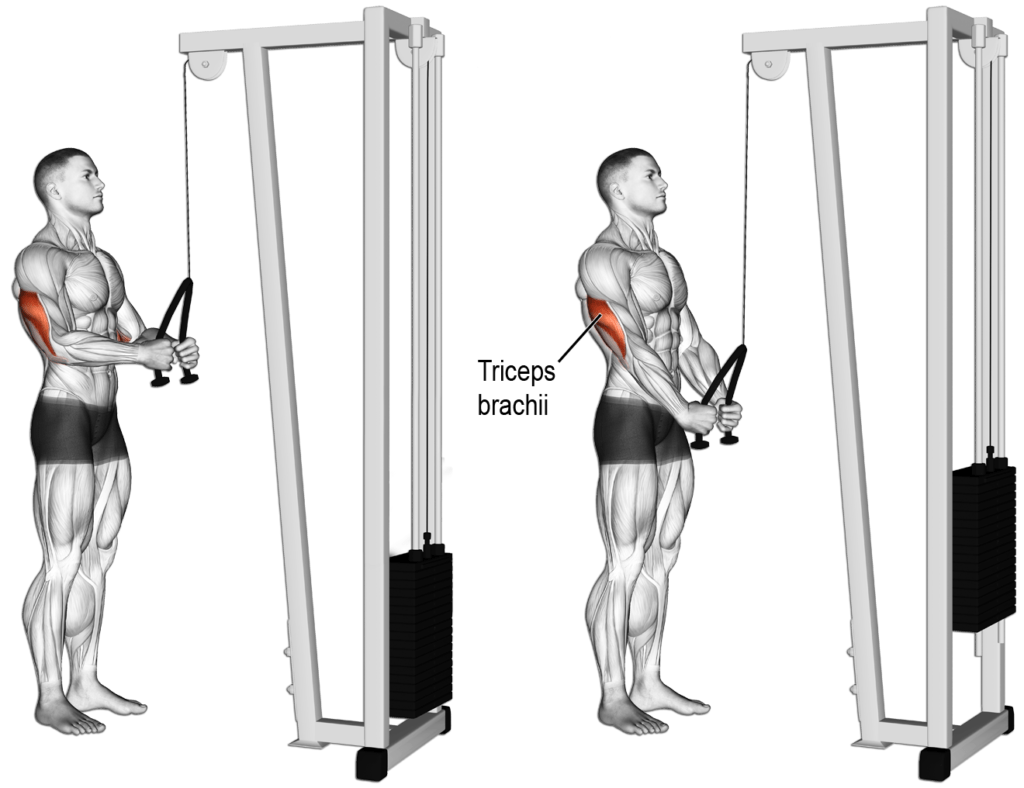 TricepsRopePushdown Fitness Workouts & Exercises