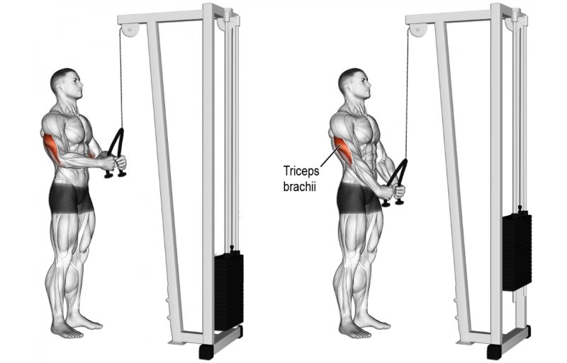 The 11 Best Bicep and Tricep Exercises for Mass Fitness Workouts